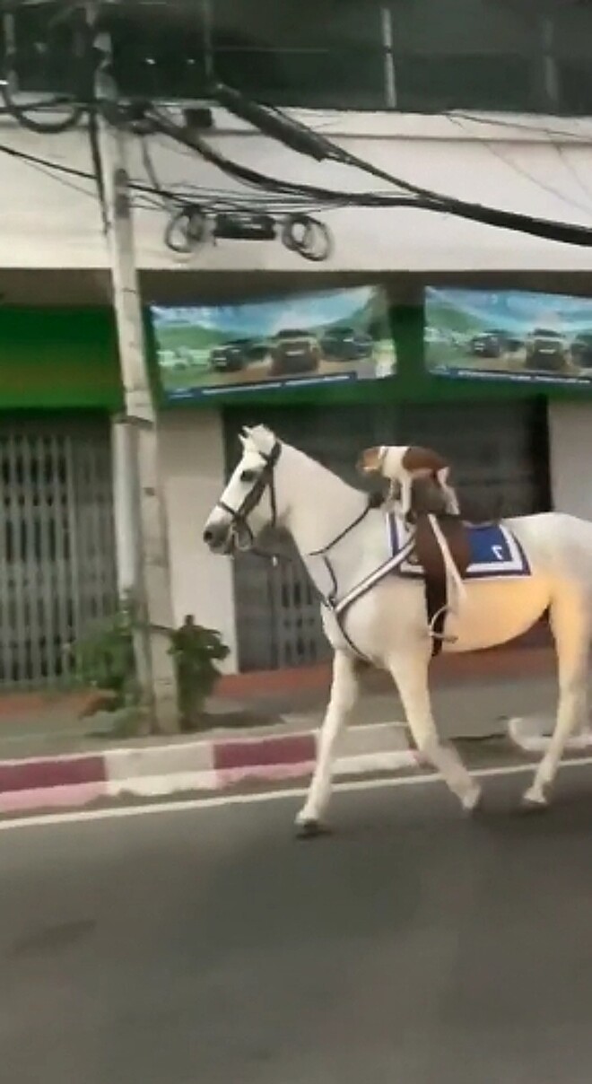 Cachorro passeia em cima de cavalo em fazenda de Pirenópolis; vídeo, Goiás