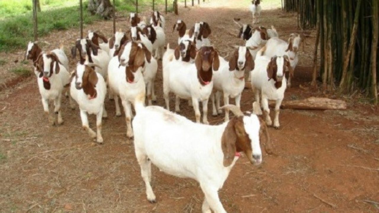 ATUALIZAÇÃO DE REBANHOS: GDF inicia Campanha 2025 para criadores de animais  | Jornal e Rádio Regional FM 98